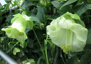 CUP AND SAUCER WHITE CATHEDRAL BELLS <br>Cobaea scandens