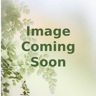 Polygonum virginianum<br>VARIEGATED VIRGINIA KNOTWEED Painters Palette