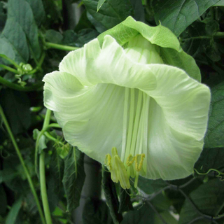 Cobaea scandens <br>CUP AND SAUCER WHITE CATHEDRAL BELLS