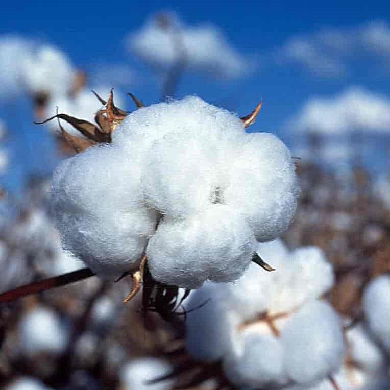 Gossypium hirsutum AMERICAN UPLAND COTTON – Ferri Seeds