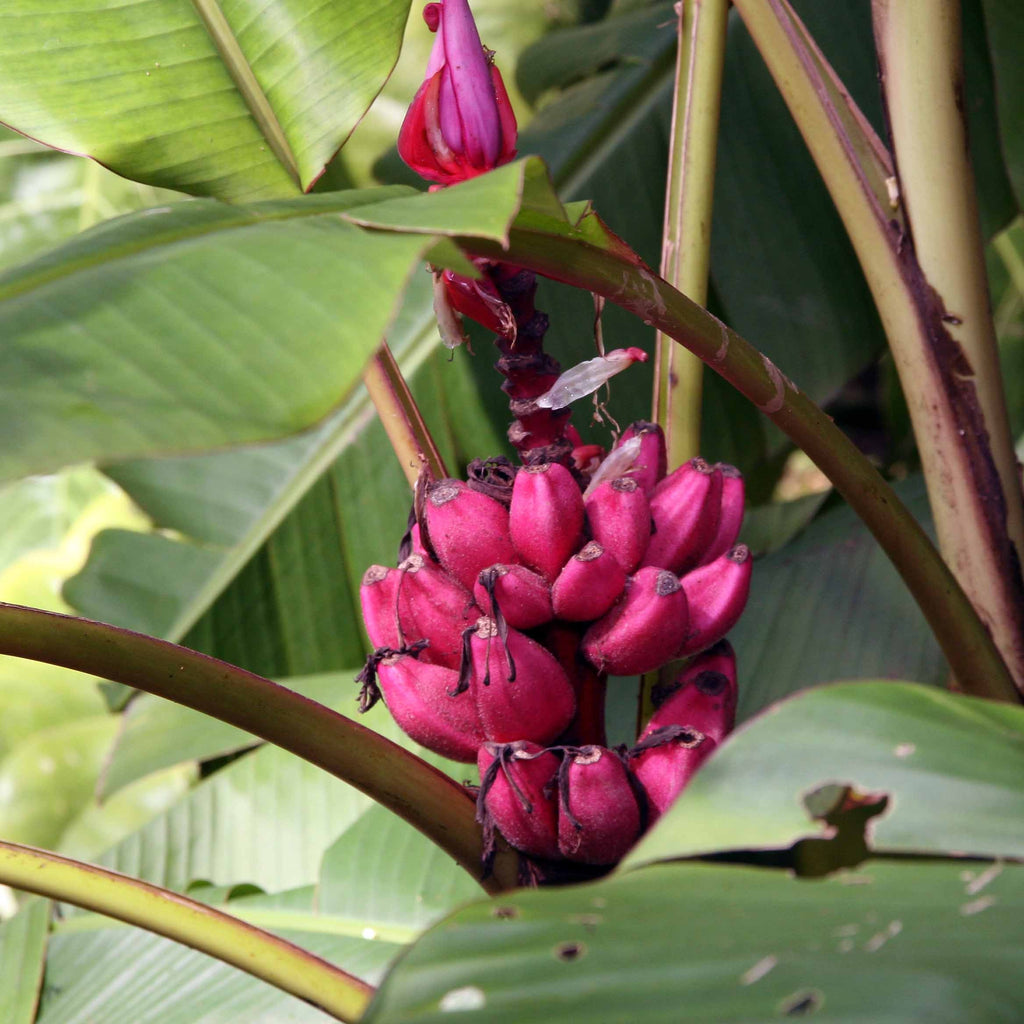 Musa velutina PINK BANANA – Ferri Seeds