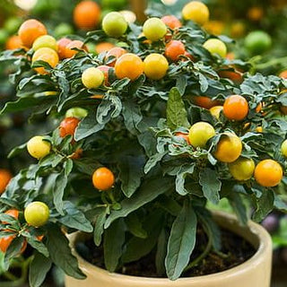 MICRO TOMATO 'AZTEC' <br>Solanum lycopersicum