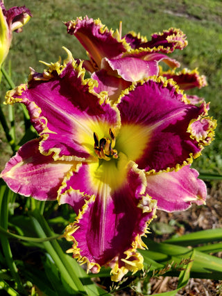 Hemerocalis <br>DAYLILY SPINY TEETH