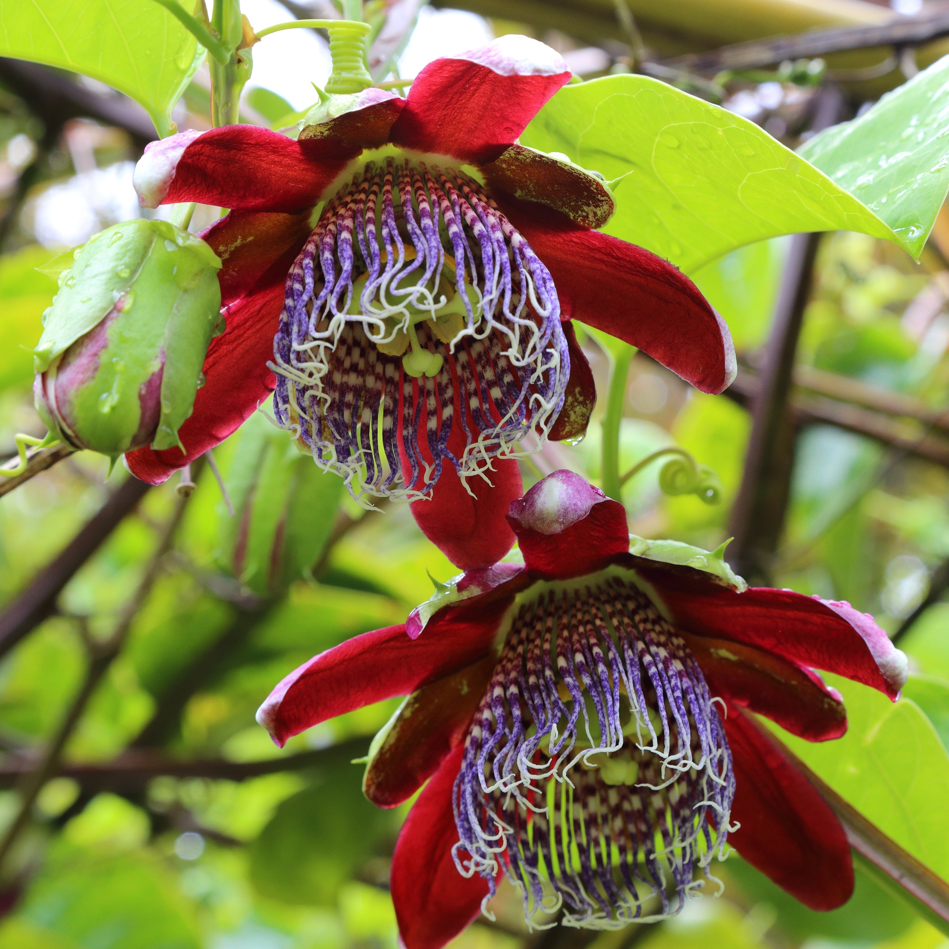 Passion Flower Vine Blooms of Botanical Beauty