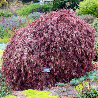 WEEPING RED CUTLEAF JAPANESE MAPLE 'INABA SHIDARE' Acer palmatum var dissectum