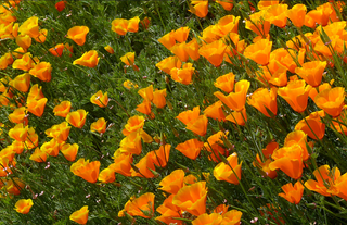 CALIFORNIA POPPY ORANGE <br>Eschscholzia californica
