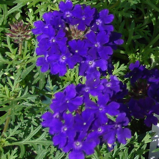 VERBENA 'TUSCANY BLUE' <br>Verbena hybrida