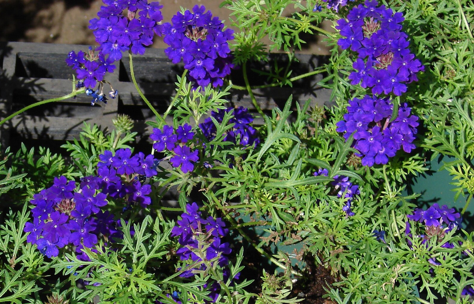 Blue verbena deals