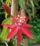 PASSION FLOWER VINE Passiflora adulterina