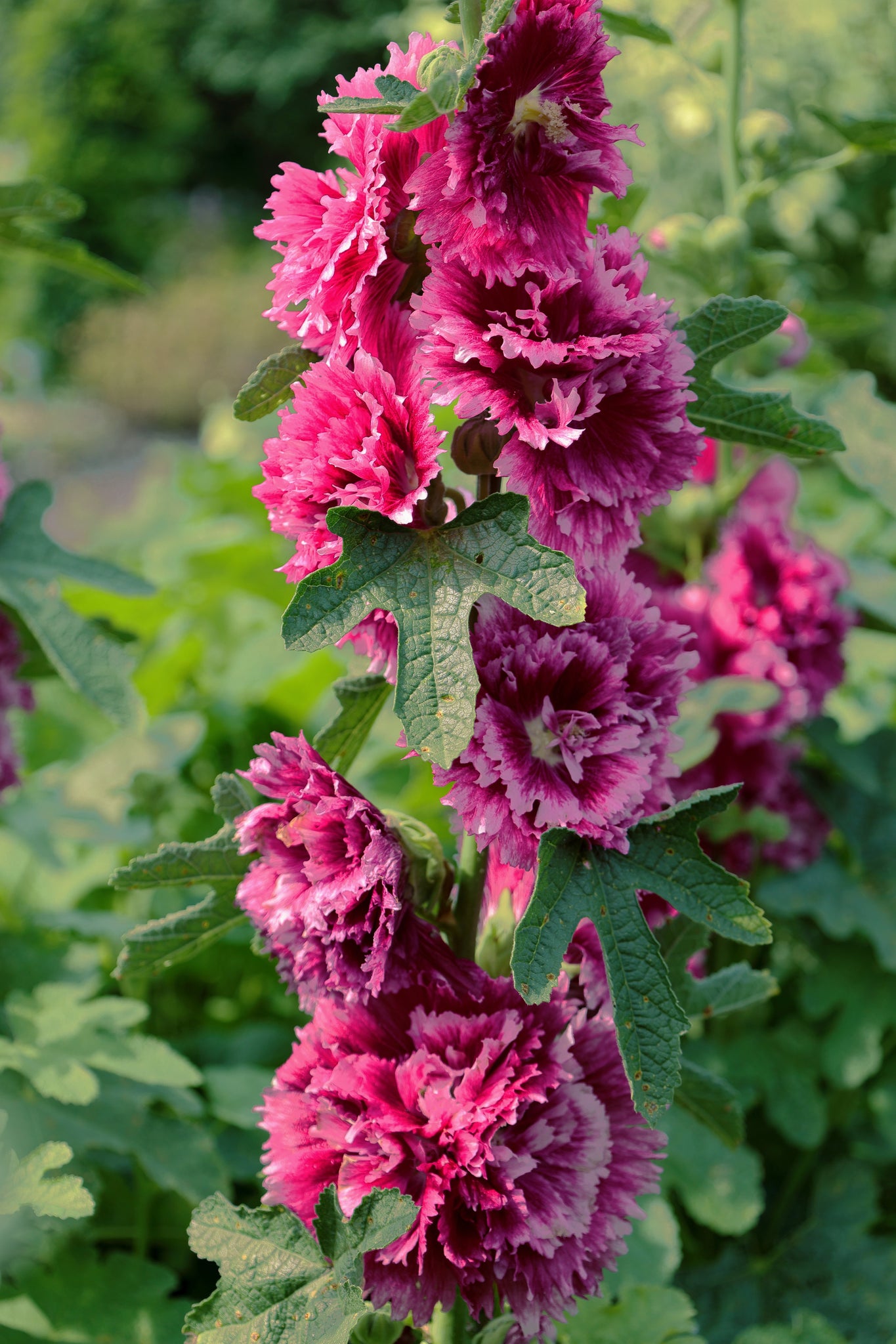DWARF 'QUEENY' PURPLE DOUBLE HOLLYHOCK Althea Alcea rosea – Ferri Seeds