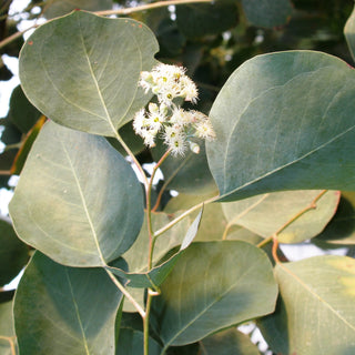 Eucalyptus polyanthemos <br>EUCALYPTUS SILVER PLATE