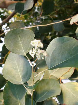 EUCALYPTUS SILVER PLATE <br>Eucalyptus polyanthemos