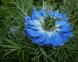 LOVE IN A MIST 'INDIGO BLUE' Nigella damascena