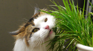 CAT GRASS <br>Avena sativa