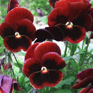 PANSY RED Viola Wittrockiana