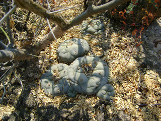 PEYOTE CACTUS Lophophora diffusa