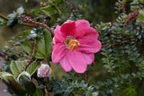 PASSION FLOWER VINE, CURUBA Passiflora mixta