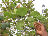 PASSION FRUIT VINE Passiflora ligularis