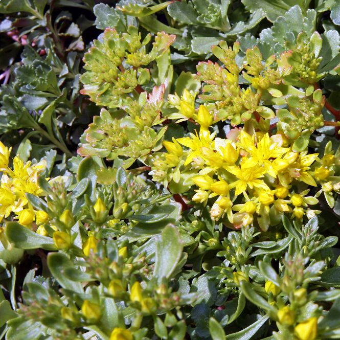 CZAR'S GOLD STONECROP Sedum hybridum – Ferri Seeds