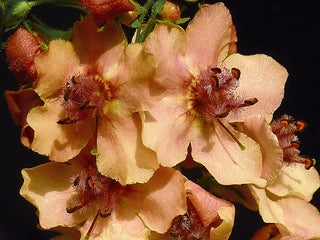 TEMPTRESS FLOWER 'SOUTHERN CHARM' PEACH MULLIEN <br>Verbascum hybridum