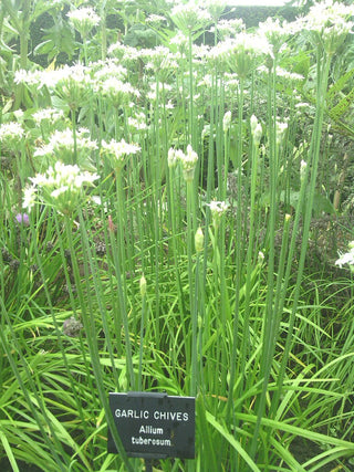 Allium tuberosum <br>GARLIC CHIVES, CHINESE CHIVES
