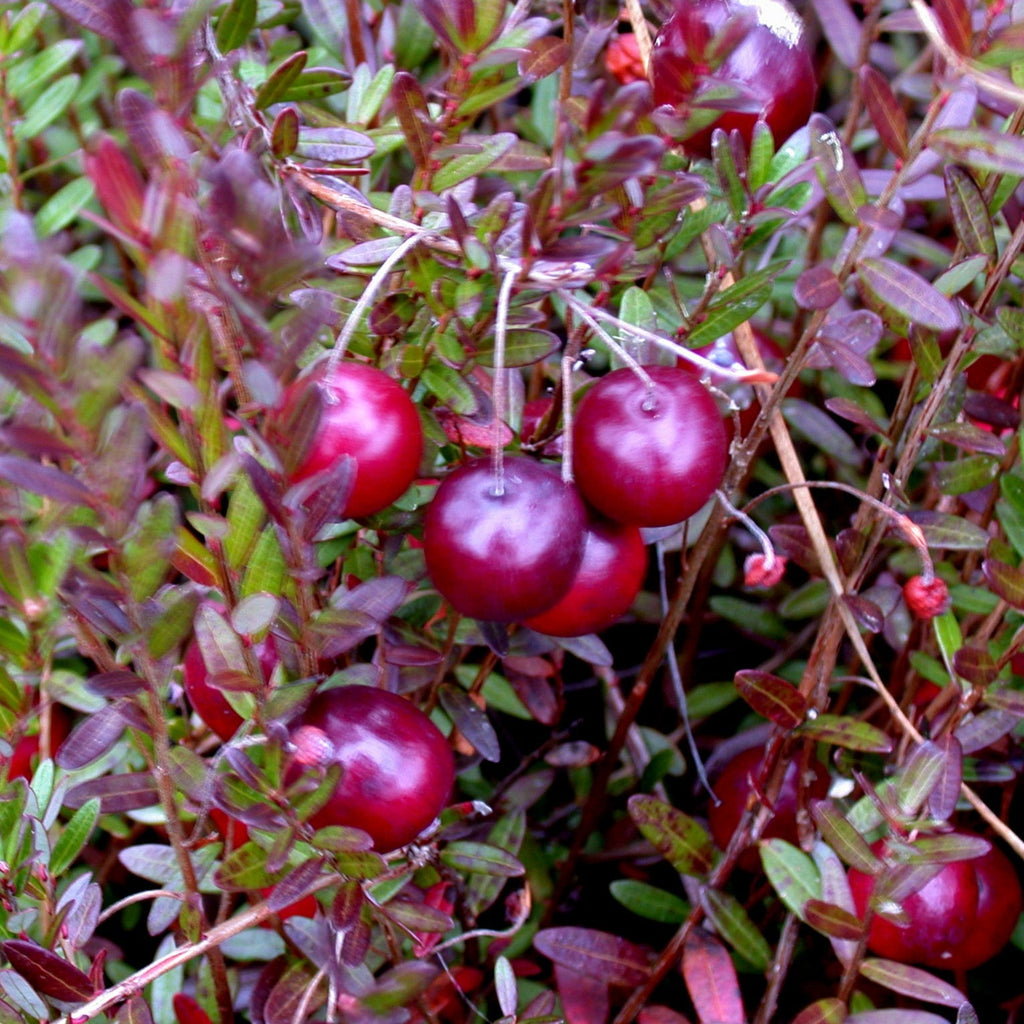 Cranberry AMERICAN CRANBERRY Vaccinium macrocarpon – Ferri Seeds
