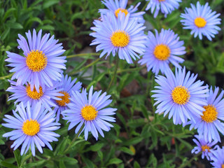 ASTER ALPINE MIXED COLOURS <br>Aster alpinus