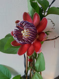 WINGED PASSION FLOWER VINE Passiflora alata