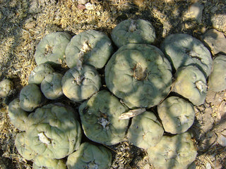 PEYOTE CACTUS Lophophora diffusa