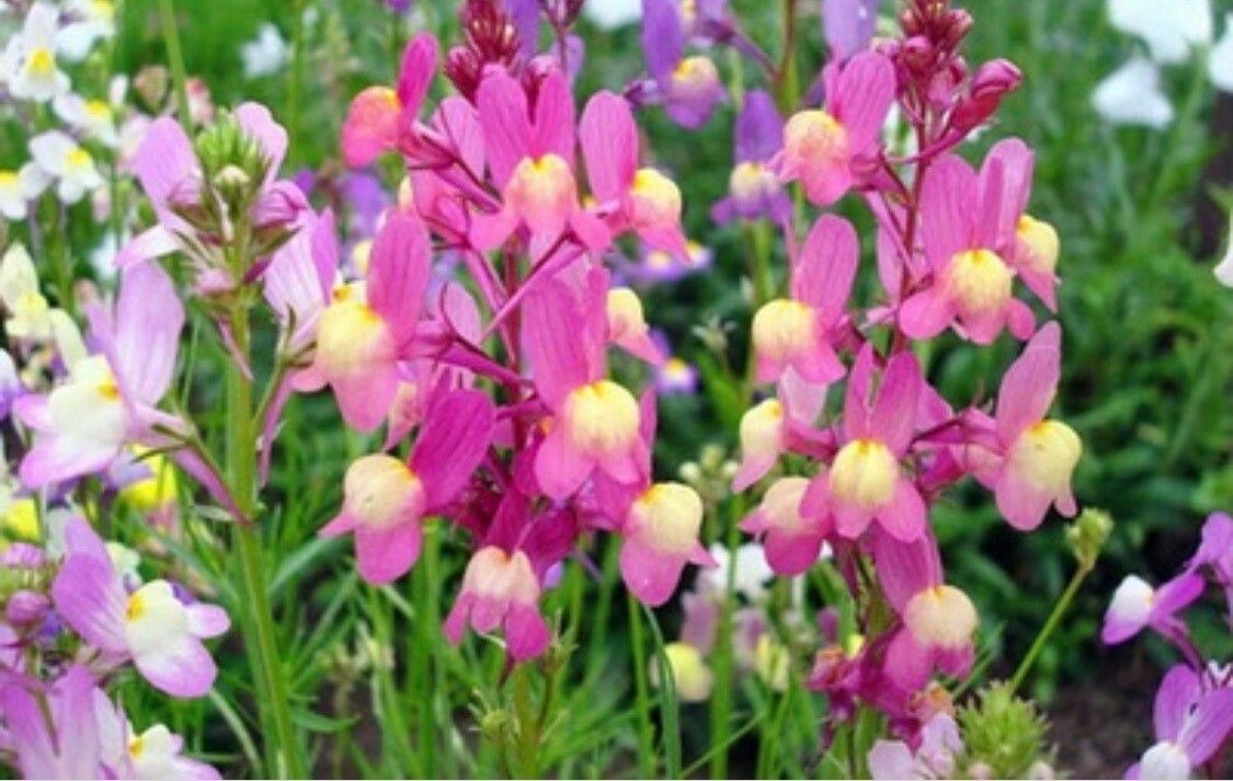TOADFLAX SNAPDRAGON FAIRY BOUQUET MIX Linaria maroccana – Ferri Seeds
