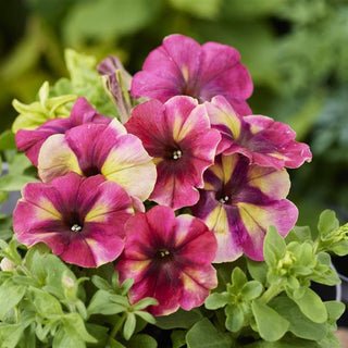 Petunia <br>PETUNIA 'SHAKE RASPBERRY'