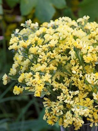 Limonium bonduelii <br>YELLOW STATICE, STATICE BOUNDUELLE