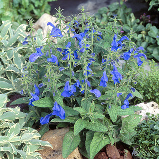 Salvia patens <br>GENTIAN SAGE 'DEEP BLUE'