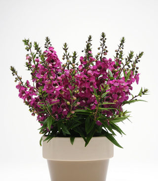 Angelonia augustifolia <br>ANGELONIA RASPBERRY