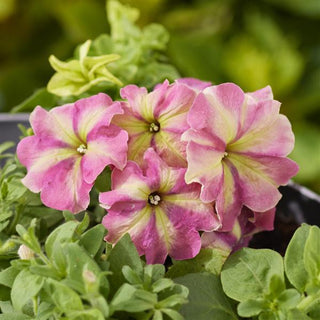 Petunia <br>PETUNIA 'SHAKE STRAWBERRY'