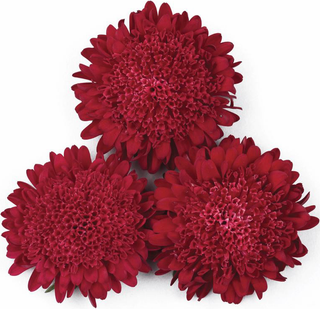 Callistephus chinensis <br>ASTER BONITA SCARLET