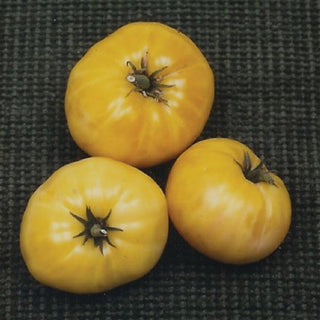 Solanum <br>GREAT WHITE TOMATO