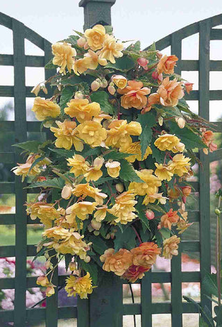 Begonia tuberhybrida <br>BEGONIA ILLUMINATION APRICOT