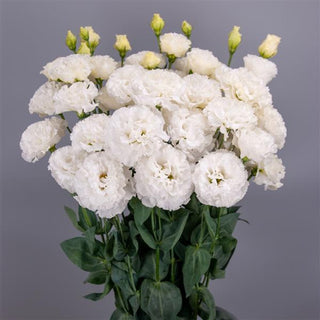 Eustoma grandiflorum <br>LISIANTHUS WHITE LACE