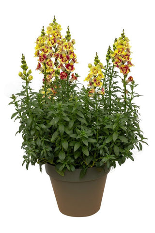 Antirrhinum <br>SNAPDRAGON DOUBLESHOT YELLOW RED HEART