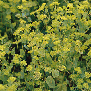 Bupleurum rotundifolium <br>'GRIFFITI' HARE'S EAR, THOROUGHWAX