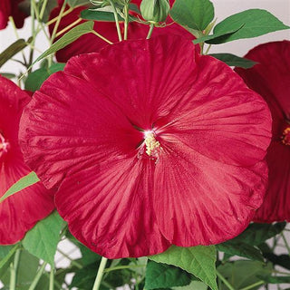 Hibiscus moscheutos <br>HARDY RED HIBISCUS