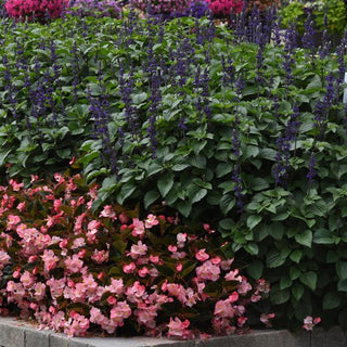 Salvia longispicata x farinacea <br>SAGE 'BIG BLUE'