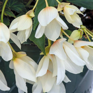 Begonia boliviensis <br>BEGONIA 'GROOVY WHITE'