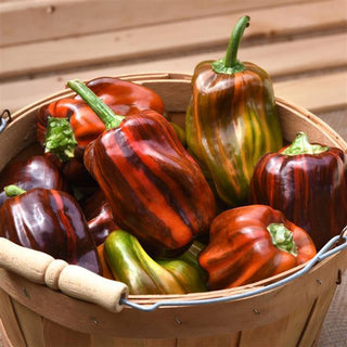 Capsicum annuum <br>PEPPER CANDY CANE CHOCOLATE PEPPER