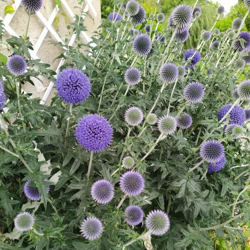 Echinops bannaticus GLOBE THISTLE 'BLUE GLOW' – Ferri Seeds