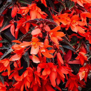 Begonia boliviensis <br>BEGONIA 'NIGHT FEVER PAPAYA'