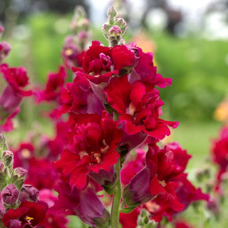 Antirrhinum majus <br>SNAPDRAGON BUTTERFLY RED DOUBLE