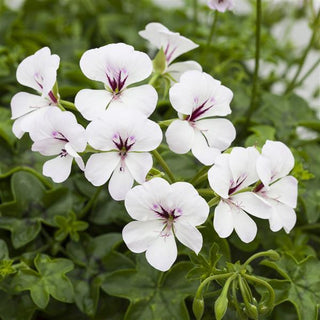 Pelargonium peltatum <br>IVY TRAILING GERANIUM WHITE