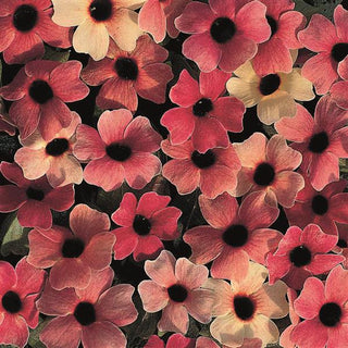 Thunbergia alata <br>BLACK-EYED SUSAN VINE BLUSHING SUSIE